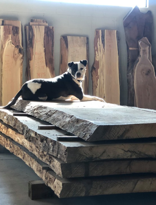 Urbn Timber: Preserving the Trees of Columbus One at a Time