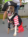 Dog dressed as pirate with a wooden pegleg prosthetic in a workshop setting