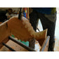 2" Belt Cutter Basic 5/8"-11 alt 0