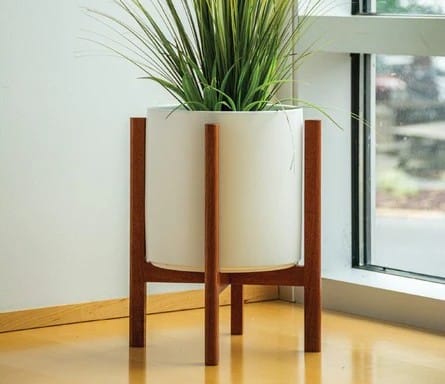 588_plant_cropped_2.jpg