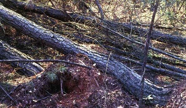 508_wood.jpg